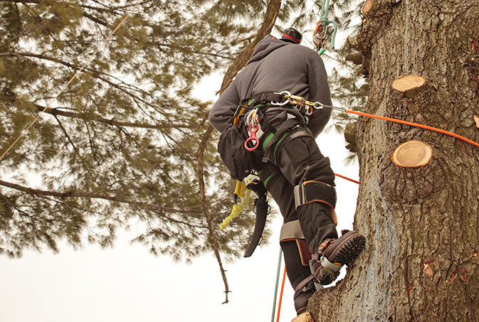 Estes Valley Tree Care LLC employee trimming a tree