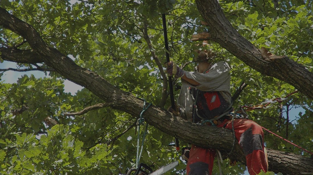 Estes Valley Tree Care LLC: Tree cabling and bracing in Loveland and Estes Park